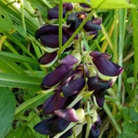 ingredients Stratos